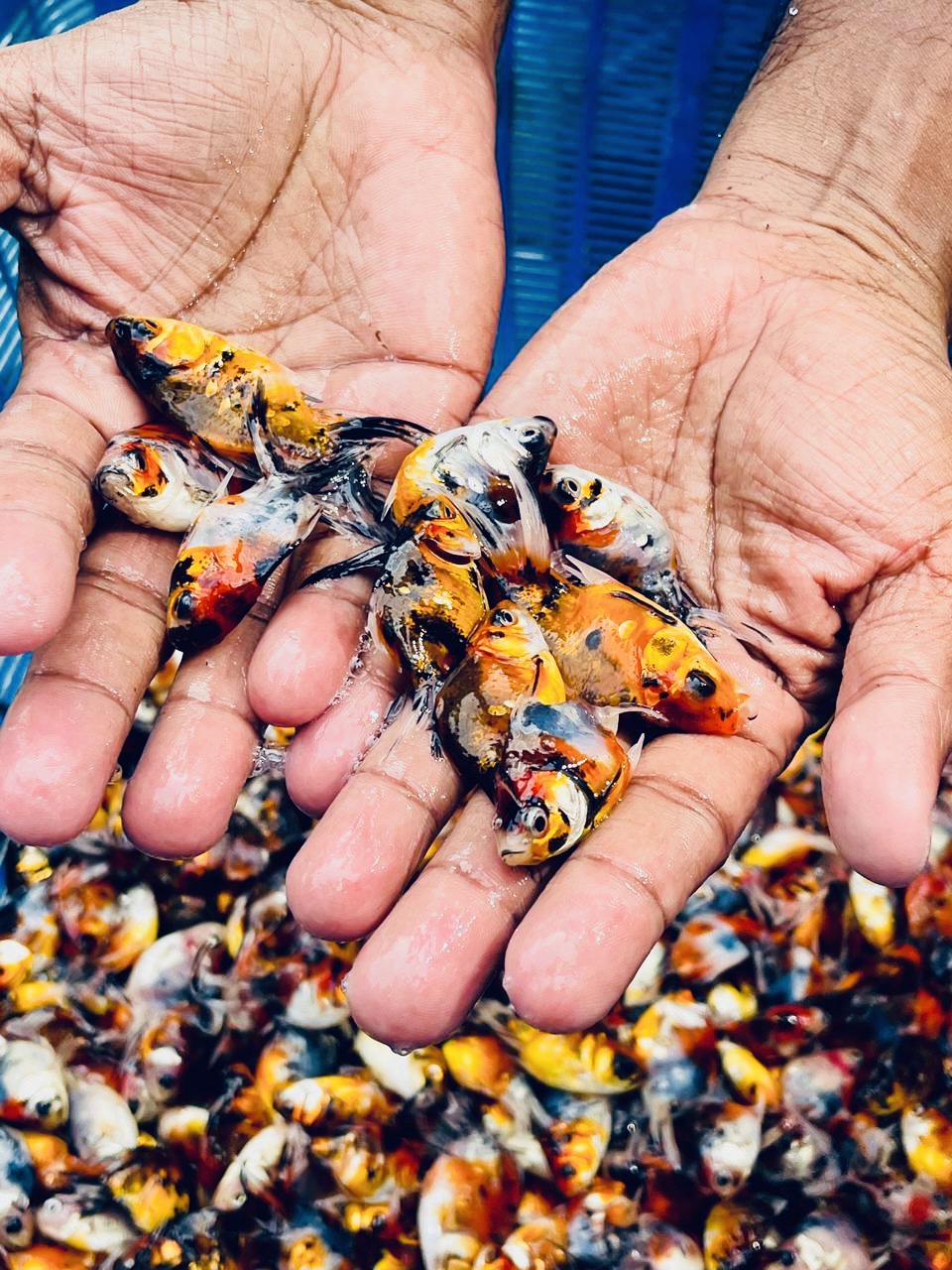 New Asian Fish Farm & Aquarium Calico_Gold_Fish