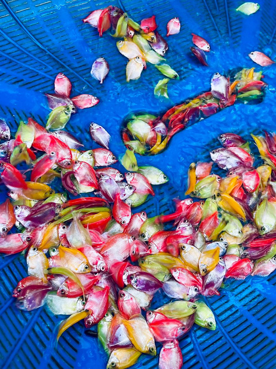 new asian fish farm & Aquarium glow tera fish