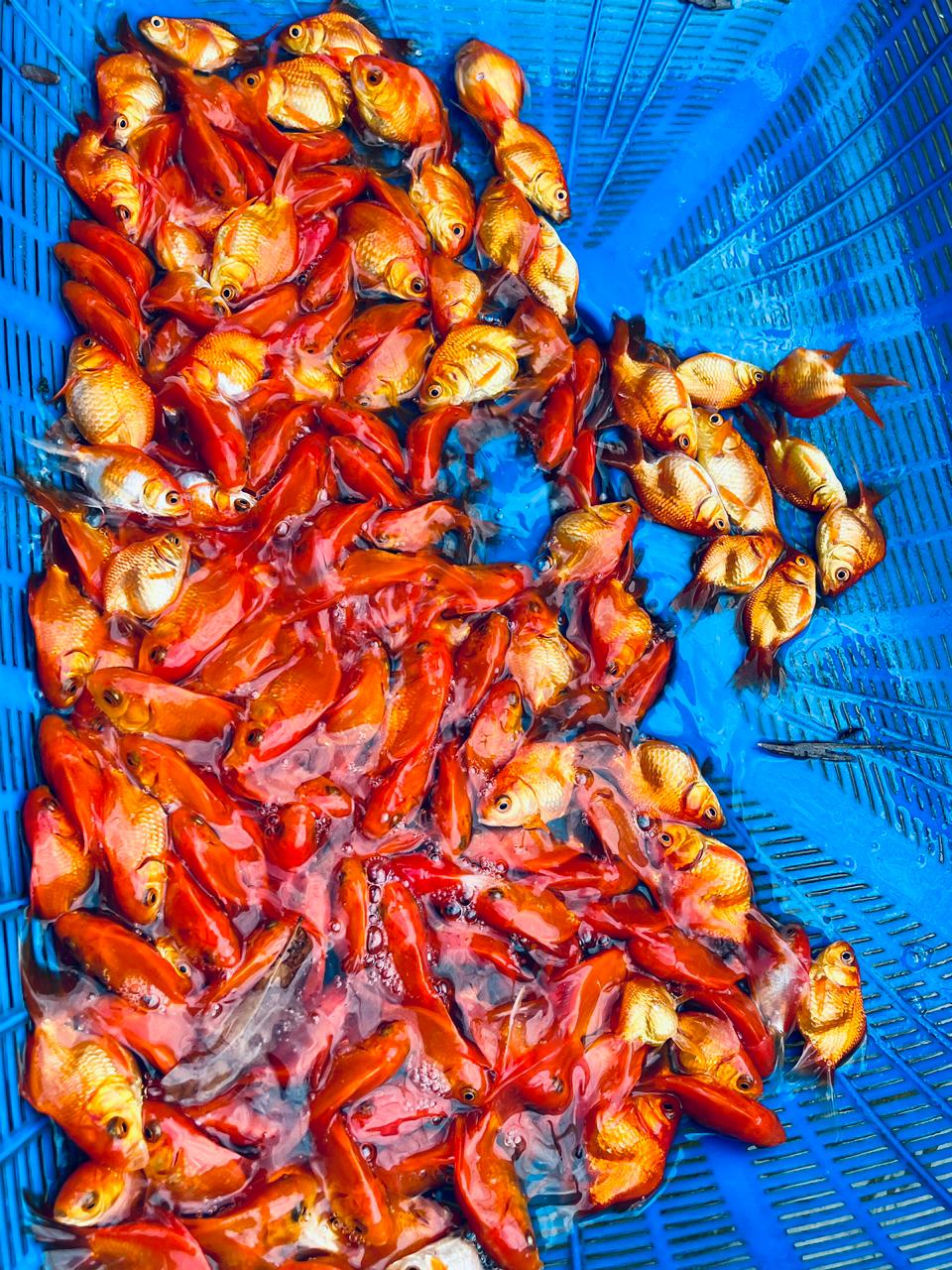 new asian fish farm & Aquarium-Gold fish