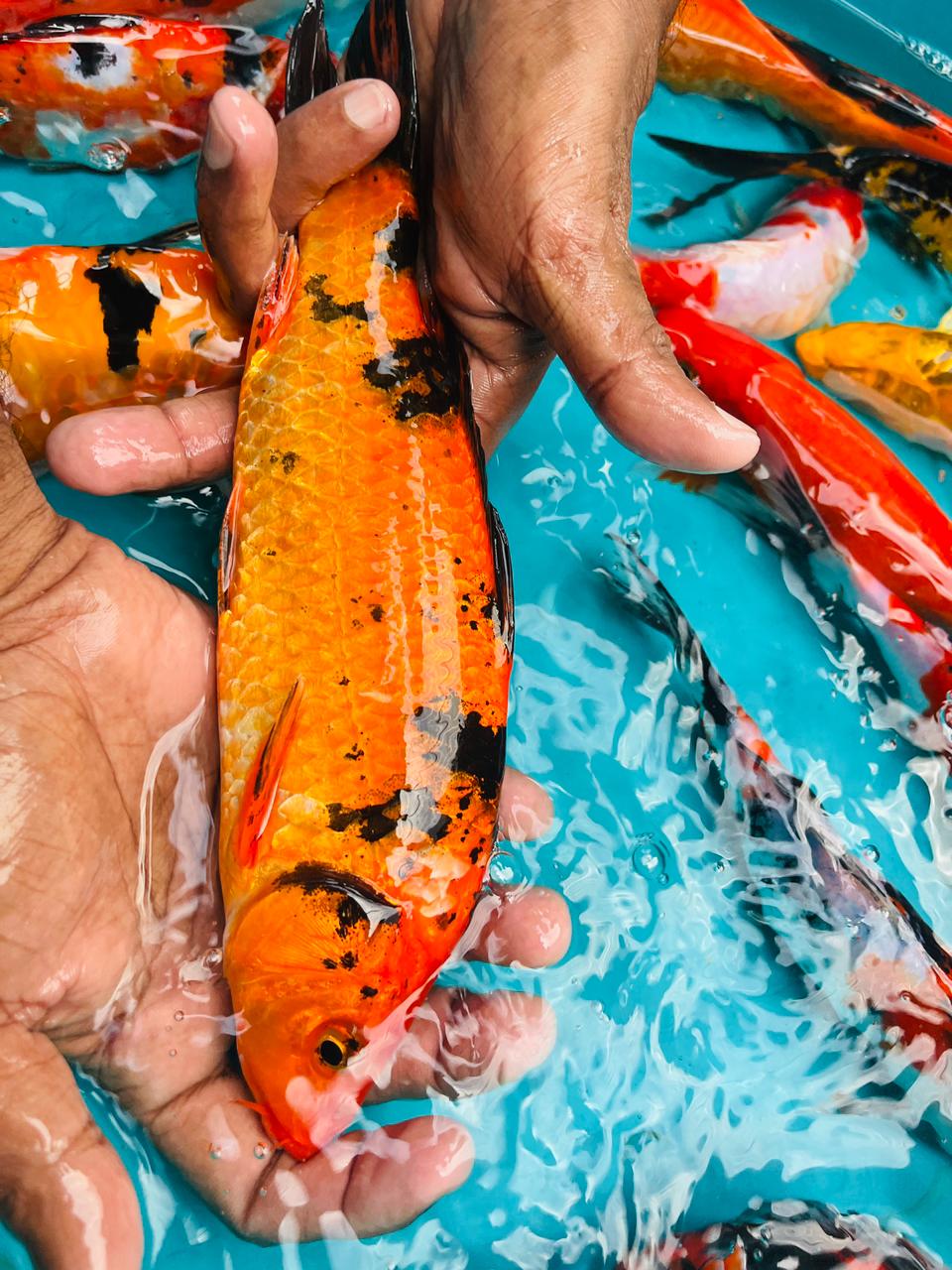 New Asian Fish Farm & Aquarium Sl_KOi_Fish